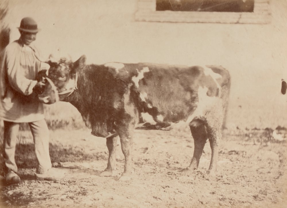 Image of Odart de Parigny: smiling farmer with cow, France ca. 1862