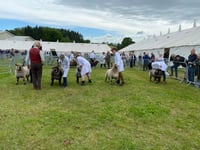 Image 1 of Show preparation and ring craft for beginners 11th May 2025 Bodmin Cornwall