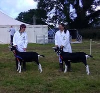 Image 3 of Show preparation and ring craft for beginners 11th May 2025 Bodmin Cornwall