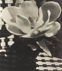 Image 2 of Wild Magnolia Drop Down Pendant