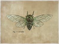 Cicada Print