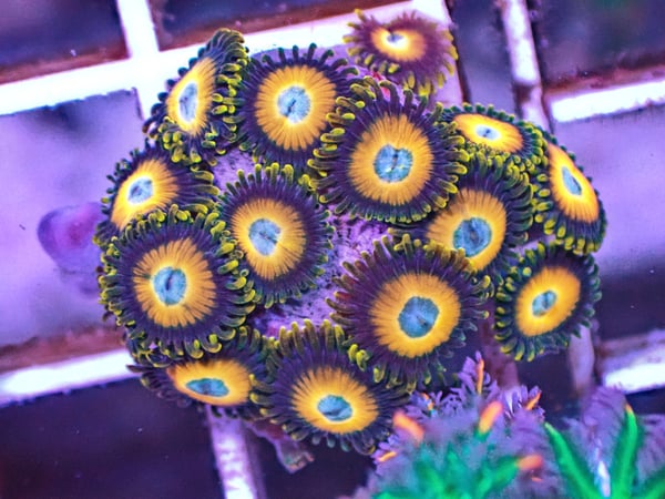 Image of Scrambled Eggs Zoas 5 polyps 