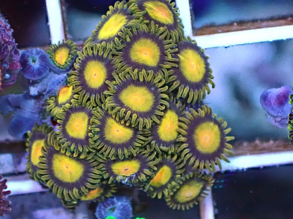 Image of Tutti Frutti 5 polyps