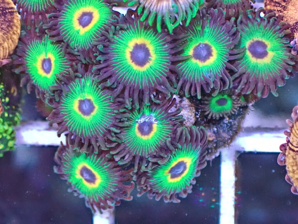 Image of Bob Marley Zoas 5 polyls