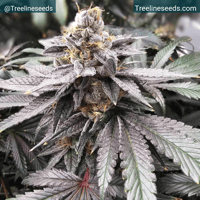 Image 3 of Timberline Select ~ Citrus Silverback 