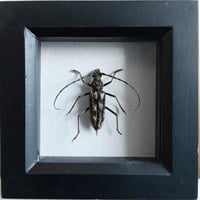 Framed - Pachydissus Camerunicus Beetle