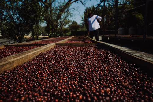 Image of Coatepec - Mexique | ESPRESSO