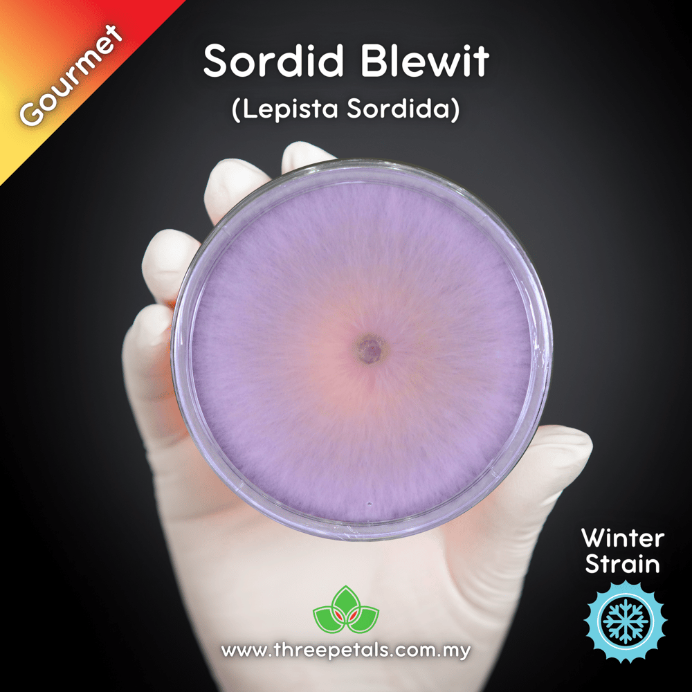 Sordid Blewit (Lepista Sordida) Live Mycelium Mushroom Culture Spawn Seed