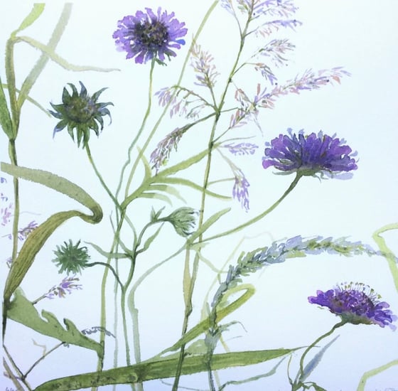 Image of Scabiosa and Grasses 