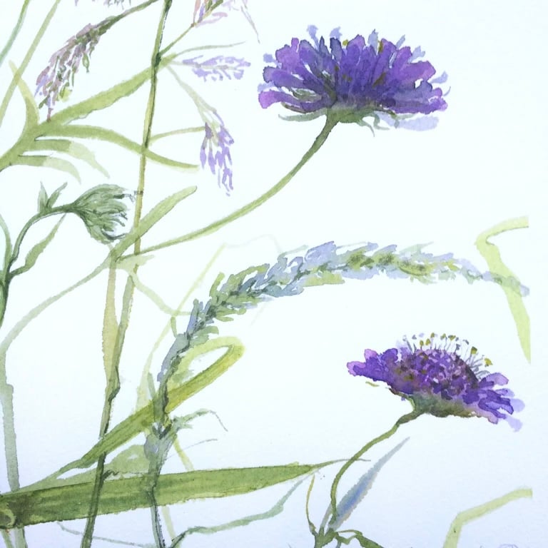 Image of Scabiosa and Grasses 