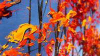 Image 2 of - October Windbreak -