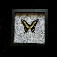 Papilio Thoas King Swallowtail Butterfly -  Peony Florals