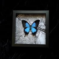 Papilio Ulysses Swallowtail Butterfly - Ghostly Floral