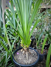 Pandanus tectorius - Screw Pine