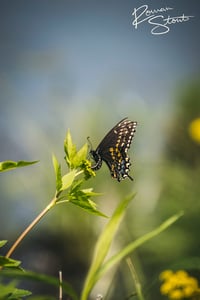 Image 2 of Black Swallowtail