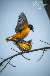 Image 2 of Baltimore Orioles