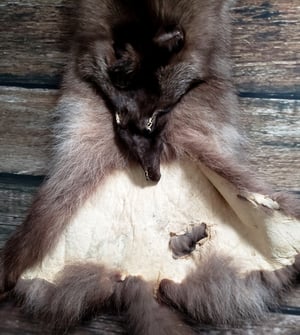 Image of Black Coyote Fur Pelt
