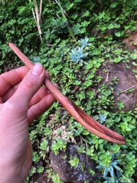 Image 3 of Banksia Eating Spoon