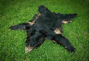 Image of Black Bear Skin