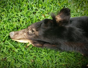 Image of Black Bear Skin