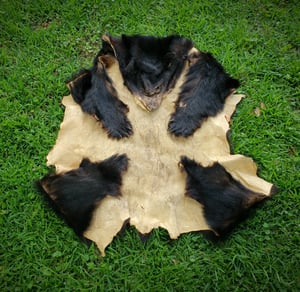 Image of Black Bear Skin