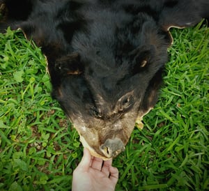 Image of Black Bear Skin