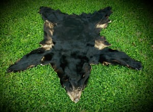 Image of Black Bear Skin