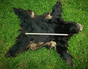 Image of Black Bear Skin