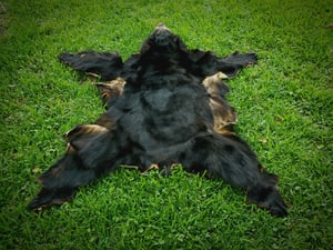 Image of Black Bear Skin