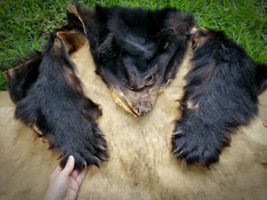 Image of Black Bear Skin