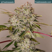 Image 3 of Timberline Select ~ Red Cherry Skunk Auto 