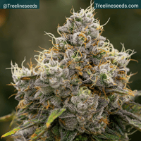 Image 3 of Timberline Select ~ Deputy Diesel Hog Auto
