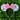 Summer Blossoms Mouse Ears 