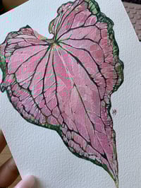 Image 3 of Original Illustration Сaladium Thai Beauty