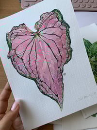 Image 2 of Original Illustration Сaladium Thai Beauty