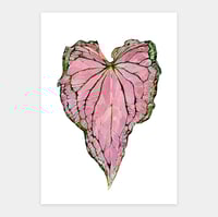 Image 1 of Original Illustration Сaladium Thai Beauty