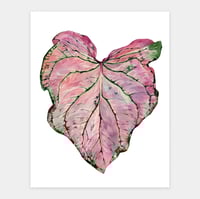 Image 1 of Caladium 'Pink Symphony' Original Artwork