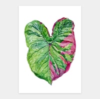 Image 1 of  Caladium Baret Original Artwork