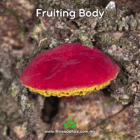 Image 2 of Little Red Ruby (Parvixerocomus Pseudoaokii) Live Mycelium Mushroom Culture Spawn Seed