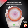 Little Red Ruby (Parvixerocomus Pseudoaokii) Live Mycelium Mushroom Culture Spawn Seed