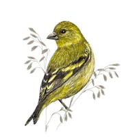 Image 3 of SISKIN BLANK CARD