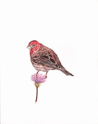 House Finch Print