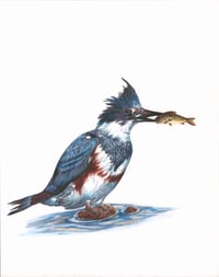 Belted Kingfisher Print