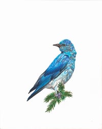 Mountain Bluebird Archival Print