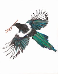 Magpie Print