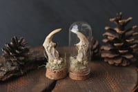 Image 1 of Mandibola di Topo Muschiato -campana di vetro-