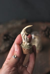 Image 3 of Mandibola di Topo Muschiato -campana di vetro-