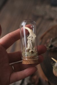 Image 4 of Mandibola di Topo Muschiato -campana di vetro-
