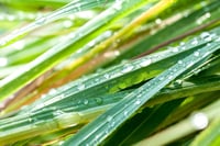 Fresh Faces Spa Butter in Clary sage and Lemongrass