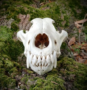 Image of Wolf Skull